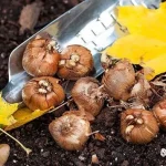 atcerieties-reizi-par-visam-reizem-kuras-pukes-rudeni-ir-janorok.webp.webp