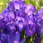 ne-tikai-tulpes-sis-septinas-sipolu-pukes-ir-verts-stadit.webp.webp